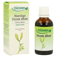 Mistel (Viscum Album)