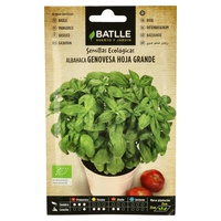 Basil Genovese stora blad frön