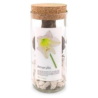 Amaryllis Branco-Crescer Garrafa 700 g - Life in a bag