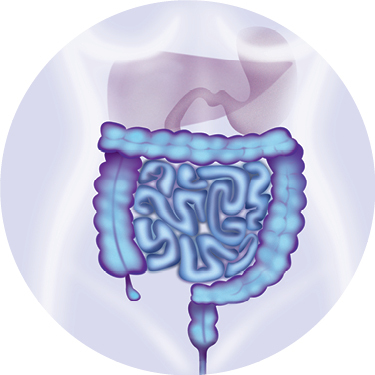 Bienestar digestivo y hepático